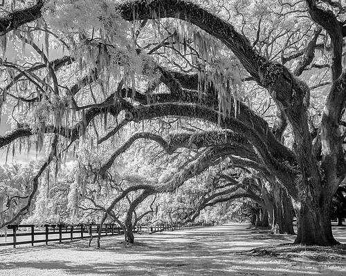 Majestic Oak Trees Lining a Pathway Photograph