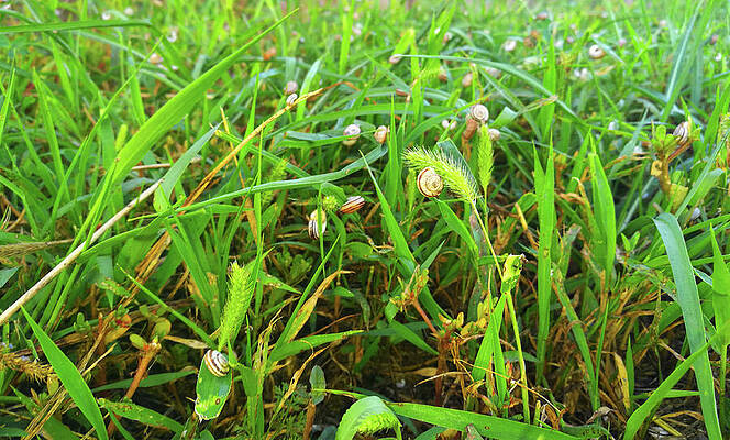 Photograph - Cepaea Nemoralis Snails Everywhere In The Grass - Photo by Nicko Prints