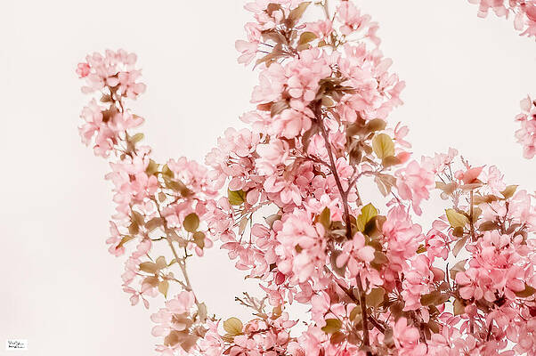Beautiful Pink Cherry Blossoms Photograph