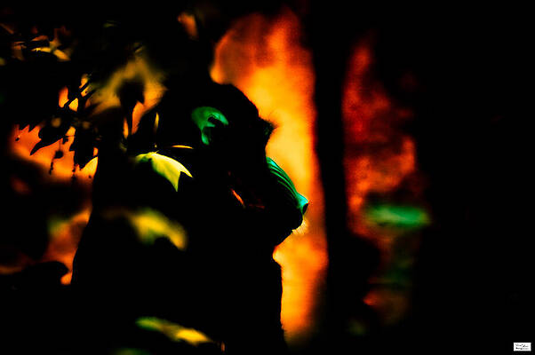 CgyZoo- Silhi Mandrill by Alex John Bergerman