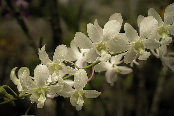 Hawaii Wall Art featuring the photograph White Orchid Blossoms With Raindrops by Nancy Gleason