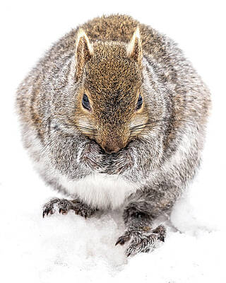 Large Photograph - Chambawamba by James Overesch