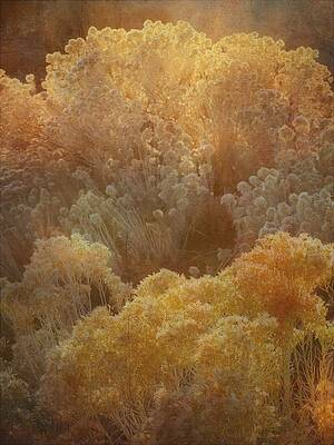 Wall Art featuring the photograph Chamisa by Mary Lee Dereske