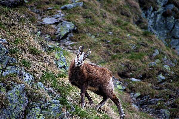 Chamois on Rocky Mountain Slope Wall Art