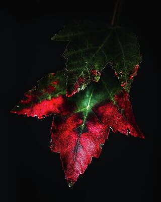 Tree Photograph - Change by Rich Kovach