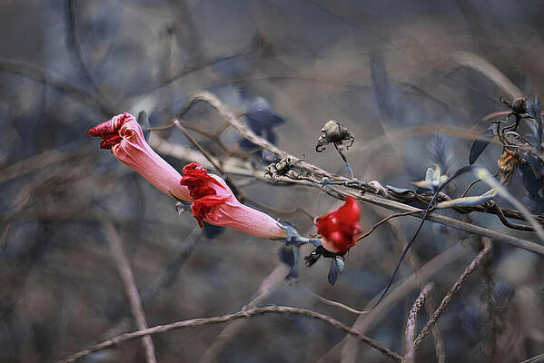 Wall Art featuring the photograph Chariots And Ropes by Gian Smith