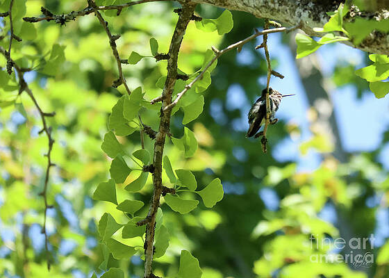 Beautiful Photograph - Charlie by D Lee