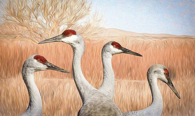 Wall Art featuring the photograph Charlies Angels by Rebecca Herranen