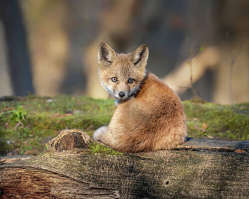 Beautiful Wall Art featuring the photograph Charmer by James Overesch