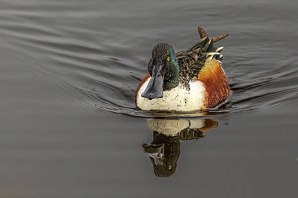 Washington Wall Art featuring the photograph Chart Your Own Course by Tim Lyden