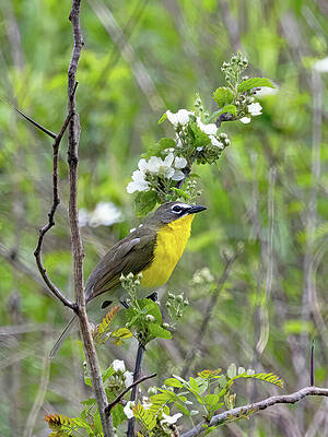 Spring Photograph - Chat, Thorns And Flowers by Gina Fitzhugh