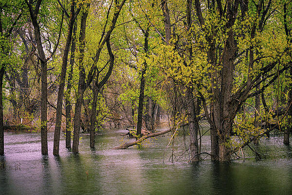 Tree Photograph - Chatham Reservation Flooded by Robert Niemeier