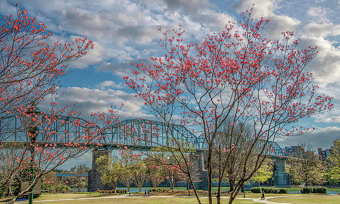 Wall Art featuring the photograph Chattanooga Spring by Marcy Wielfaert