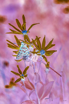 Butterfly Photograph - Checkerspot Butterfly by Bruce Block