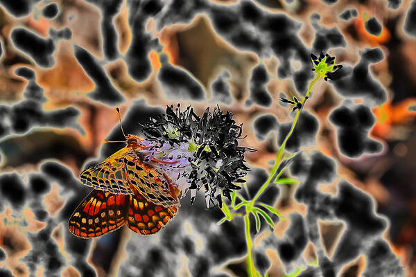Butterfly Photograph - Checkerspot Butterfly On Wildflower by Bruce Block