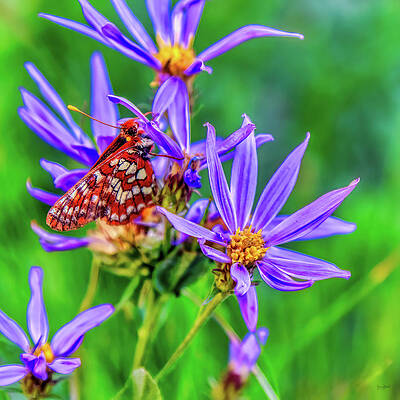 Butterfly Photograph - Checkerspot Butterfly On Wildflowers by Bruce Block