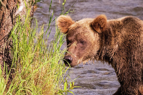 Wall Art featuring the photograph Checking It Out by Harry Banks