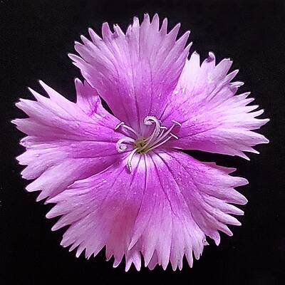 Wildflower Photograph - Cheddar Pink by Joy Garso