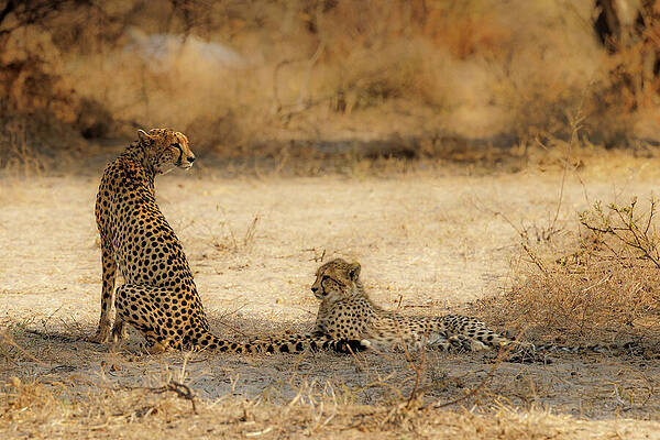 Cheetah and Cub in the Savannah Wall Art