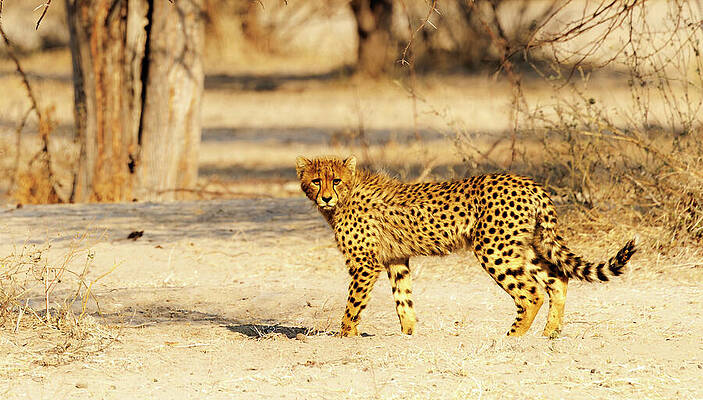 Cheetah in the African Savannah Wall Art