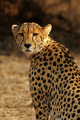 Cheetah in the Wild Wall Art