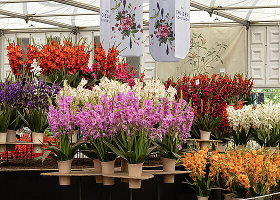 Spring Wall Art featuring the photograph Chelsea Flower Show 2022 by Shirley Mitchell