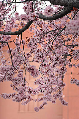 Tree Photograph - Cherry Blossom Spring Blooms by Bonnie Colgan