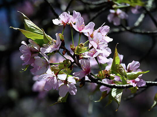 Wall Art featuring the photograph Cherry Blossom by Steven Nelson