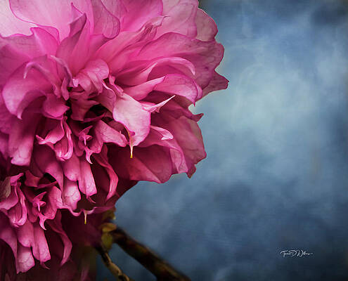 Appalachia Wall Art featuring the photograph Cherry Blossom by Theresa D Williams Smoky Mountains