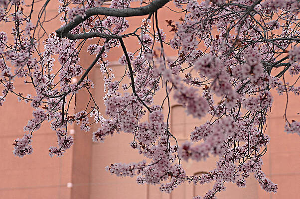 Flower Wall Art featuring the photograph Cherry Blossom Tree Blooming by Bonnie Colgan