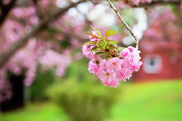 Colorful Photograph - Cherry Blossoms And Farm Buildings by Charles Floyd