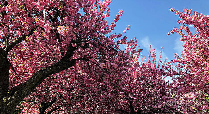 Nature Photograph - Cherry Blossoms - Blue In The Pink - Floral Gift Idea by Onedayoneimage Photography