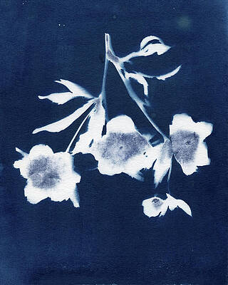 Photograph - Cherry Blossoms by Elizabeth Reich