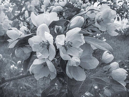 Wall Art featuring the photograph Cherry Blossoms In Black And White by Mary Lee Dereske