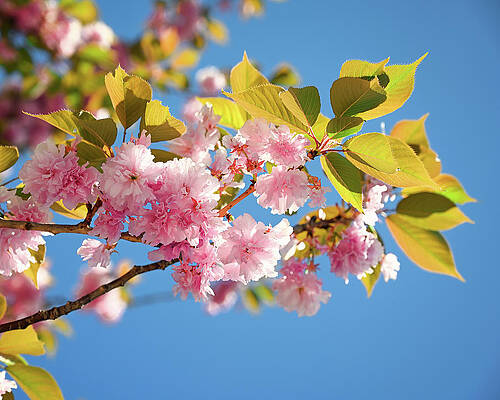 Wall Art featuring the photograph Cherry Blossoms by Steven Nelson