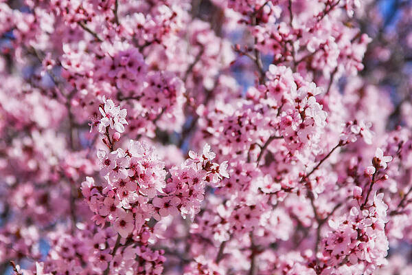 Arizona Photograph - Cherry Blossoms by Tatiana Travelways