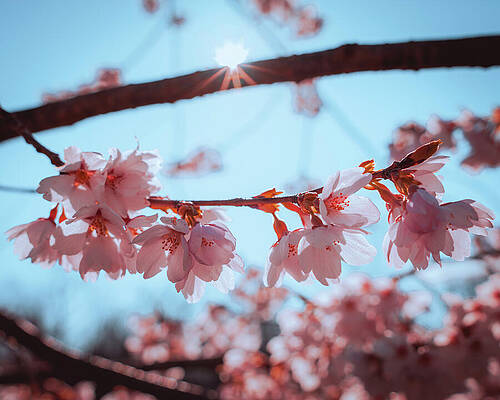 Wall Art featuring the photograph Cherry Blossoms With A Spot Of Sun by Jason Fink