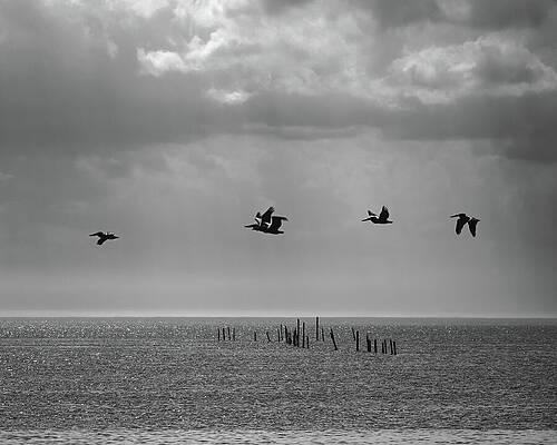 Flock of Birds over the Ocean Wall Art