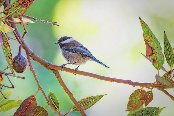 Branch Wall Art featuring the photograph Chestnut-backed Chickadee On Branch by Joe Fisher