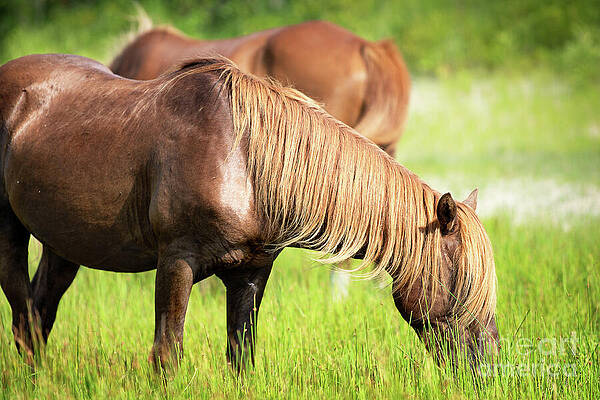 Wall Art featuring the photograph Chestnut Horse Grazing In A Meadow by Rehna George
