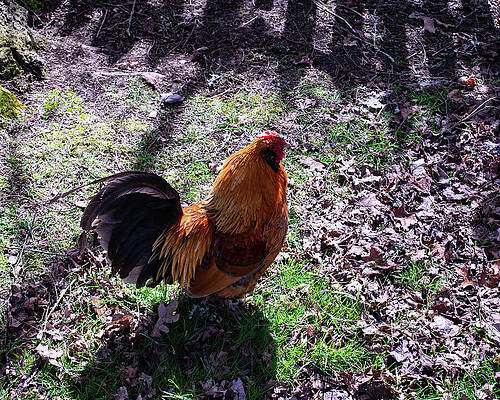 chicken by a picket fence 02 by Flees Photos