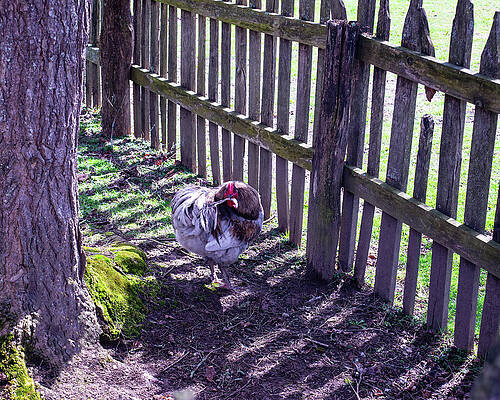 chicken by a picket fence 1 by Flees Photos
