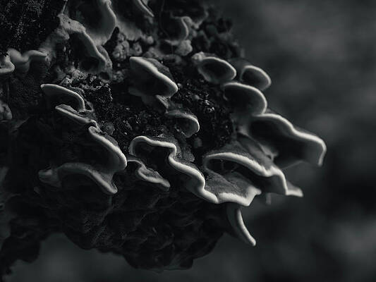 Raw Photograph - Chicken Of The Woods by Scott Lyons