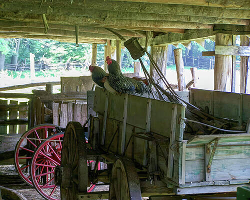 Wall Art featuring the photograph Chickens On A Wagon by Flees Photos