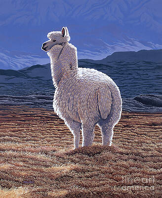 Animal Wall Art featuring the painting Chilean Llama by Ken Walker