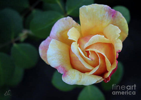 Beautiful Photograph - China Rose Bloom by D Lee