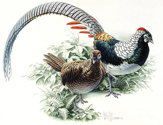 Chinese Copper Pheasant Print