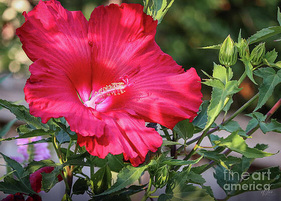 Beautiful Photograph - Chinese Hibiscus Flower by D Lee