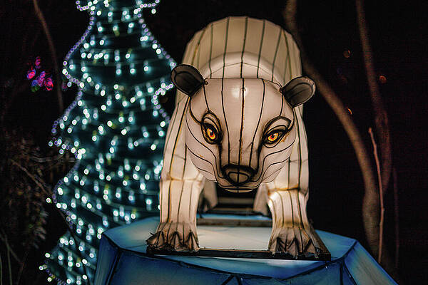 Tree Photograph - Chinese Lantern by Robert Niemeier