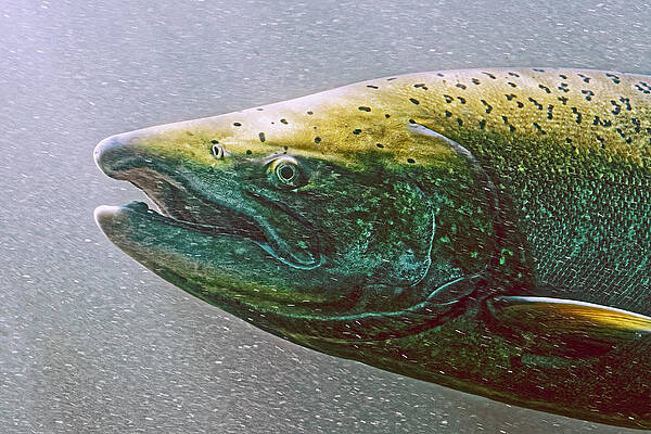 Fish Wall Art featuring the photograph Chinook Profile - Salmon, Columbia River Oregon by KJ Swan